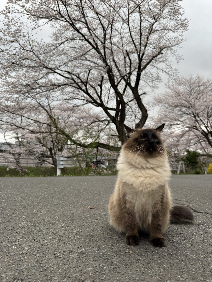 海(かい) tweet media