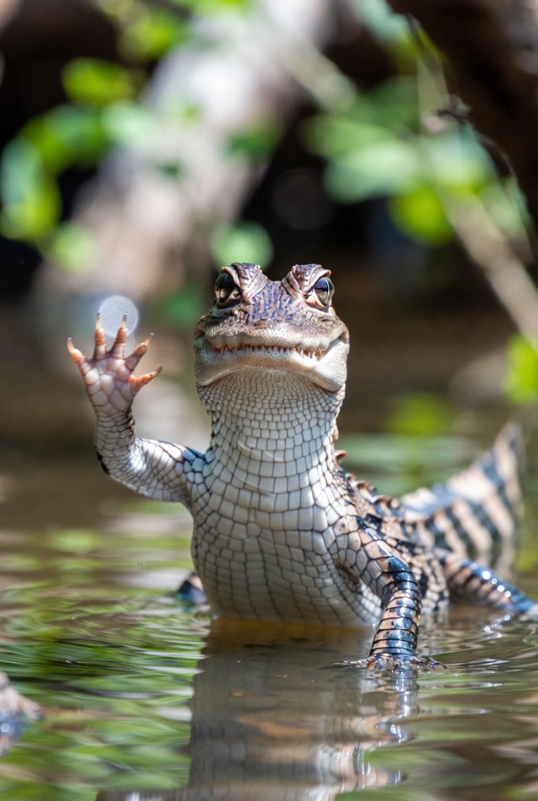 Alexander Sher tweet media