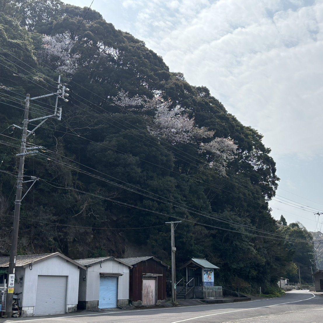 ohnyuisland's tweet photo. #大入島 #桜 #花譜
https://t.co/zzirBds1cs https://t.co/NaR7DO3p0I