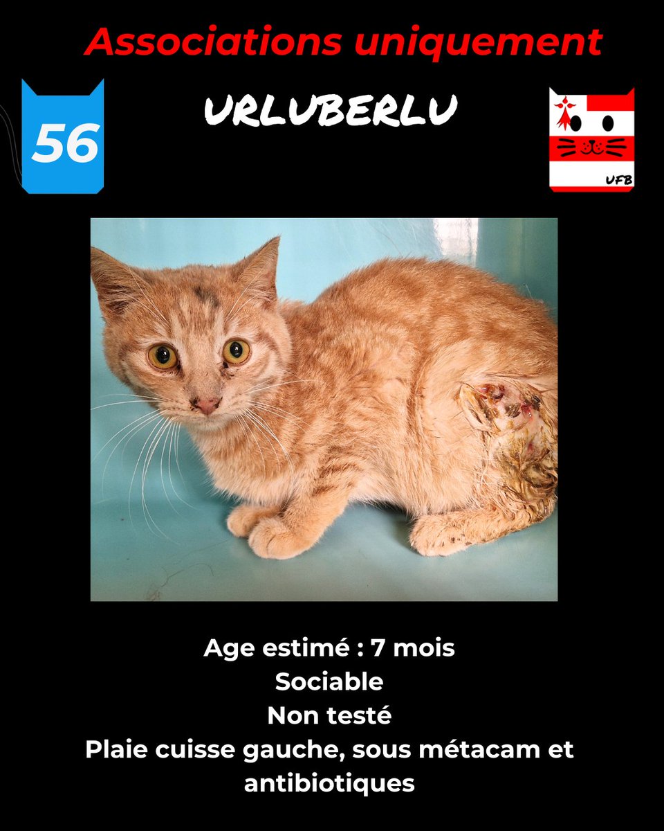 justineducern's tweet photo. Il y avait aussi 4 Loulous avec des problèmes de santé mais plus ou moins importants 
Ce qui fait qu'ils ne peuvent être pris en charge que par des associations où ils pourront recevoir des soins pour essayer de leur redonner une meilleure santé. https://t.co/s9DZFvnamj