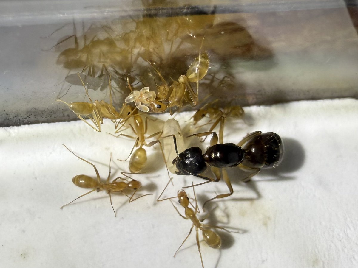 ありプロ （Arinko Project） tweet media