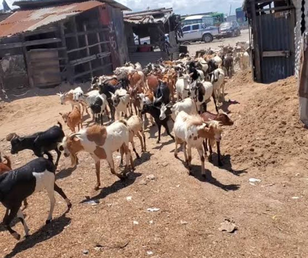 PàChâ#1738 💫 tweet media