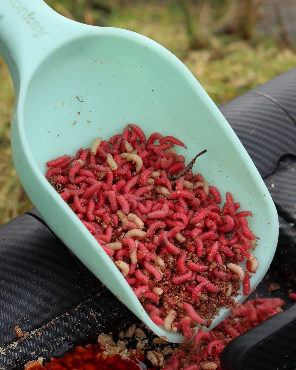 RidgeMonkey tweet media