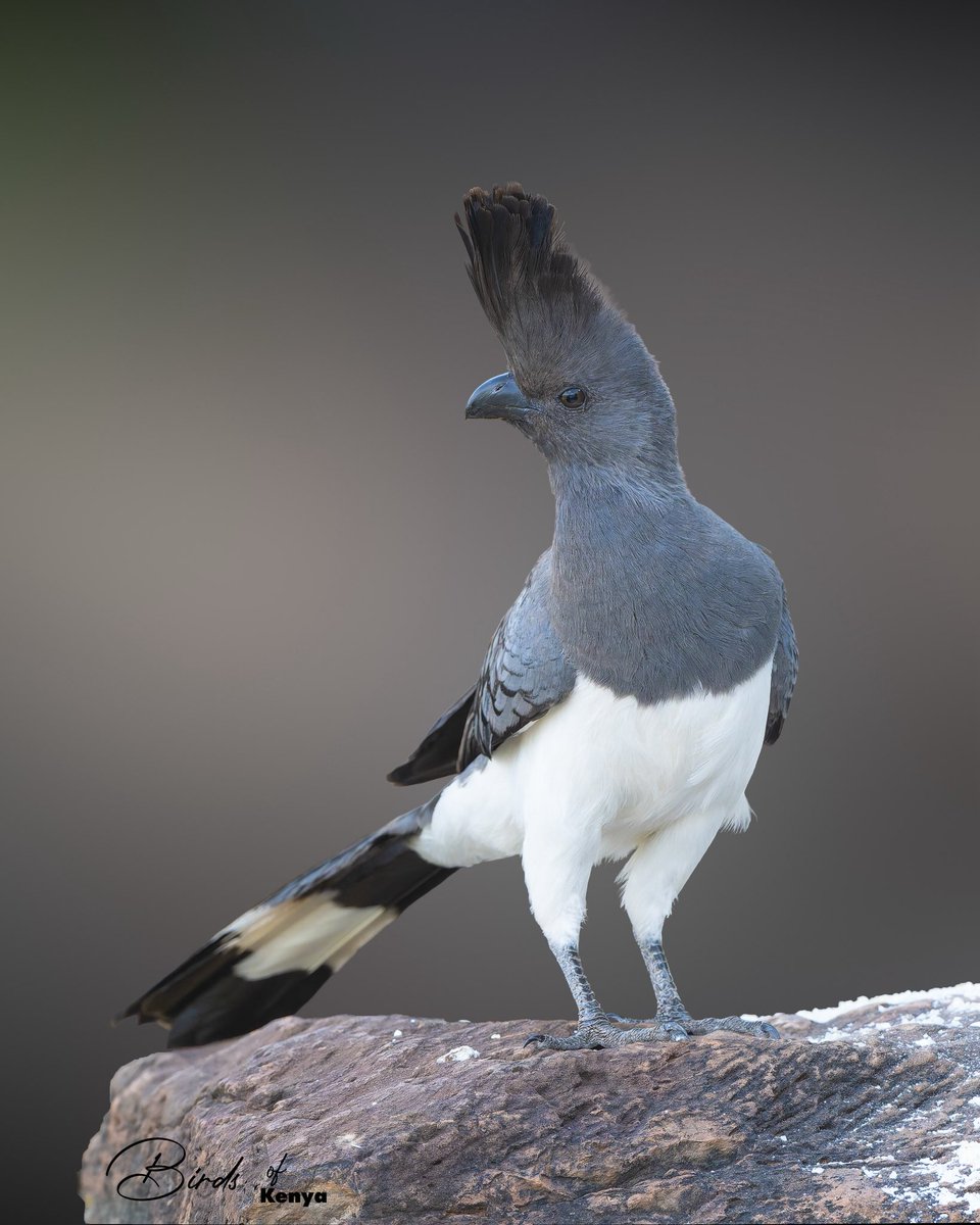 Birds_of_Kenya tweet media