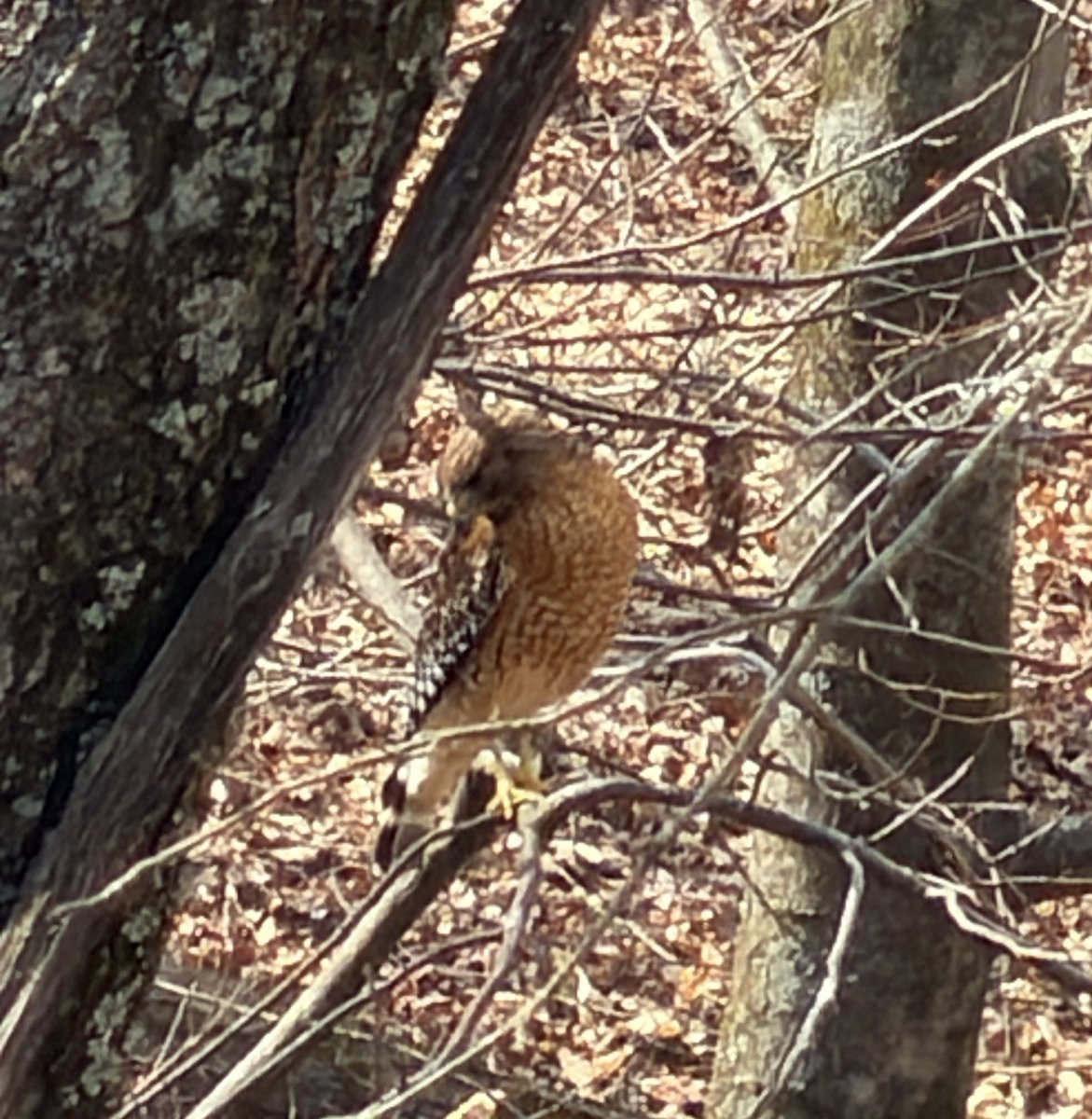 Ghillie Boat tweet media