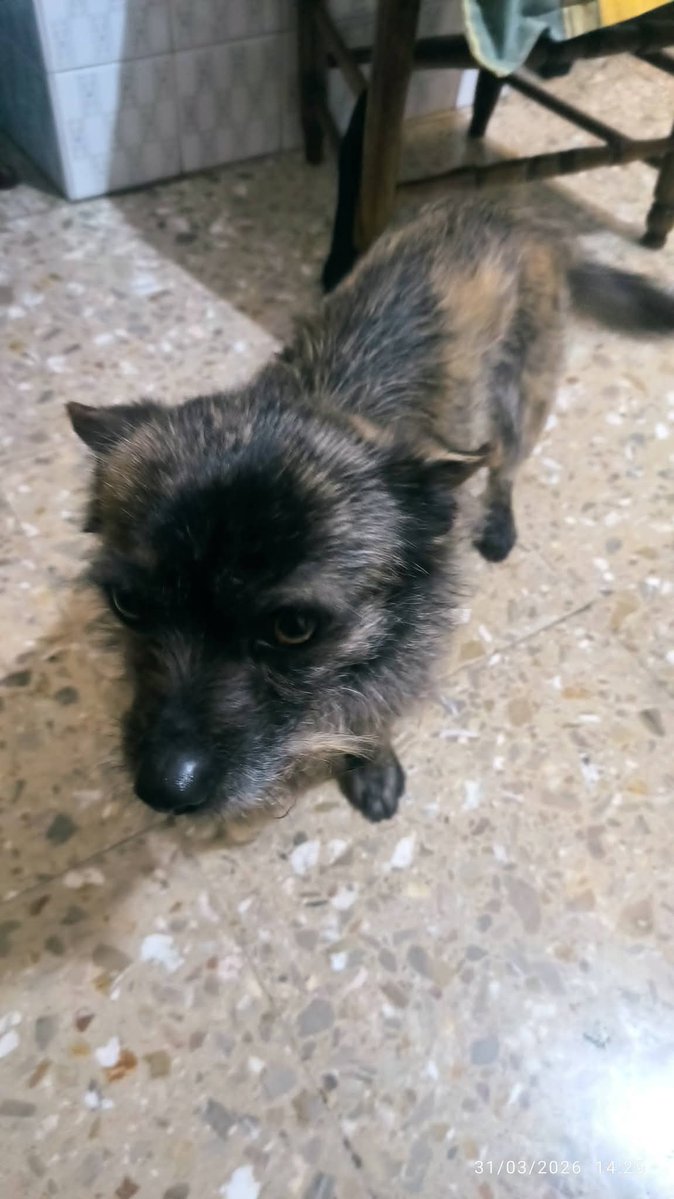 🐾 AnimalLover 🐾 Difusión ☀️ tweet media