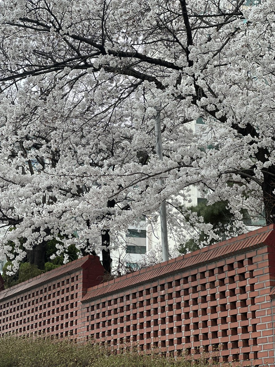 tomat__orange's tweet photo. 봄이좋아 https://t.co/6YJ5hE4VlY