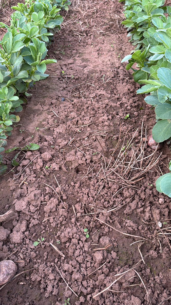 audlemagronpaul's tweet photo. Winter beans. No choc spot or aschocyta starting to branch now. Immense worm activity - Conservation Ag in action. #notil https://t.co/MkyXnGtzi1