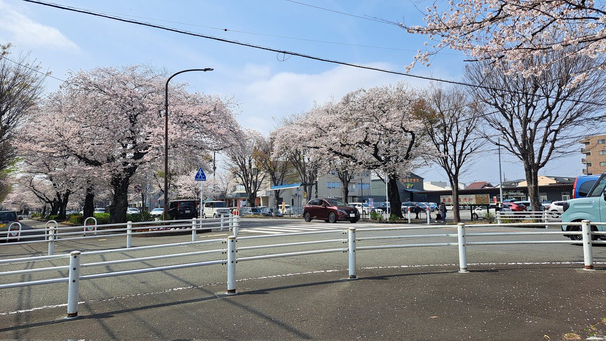 昨日ですが市役所通りの桜
キレイでした　今日は少し散ってましたね