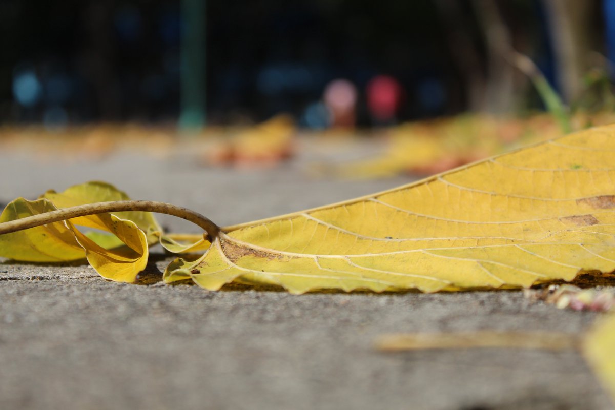 Lienny García Pedraza tweet media