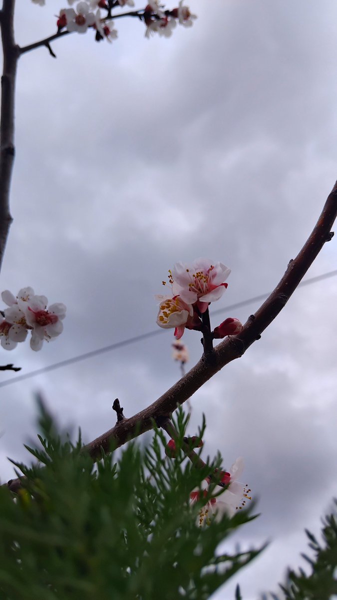 Yurt İyesi 🇹🇷 tweet media