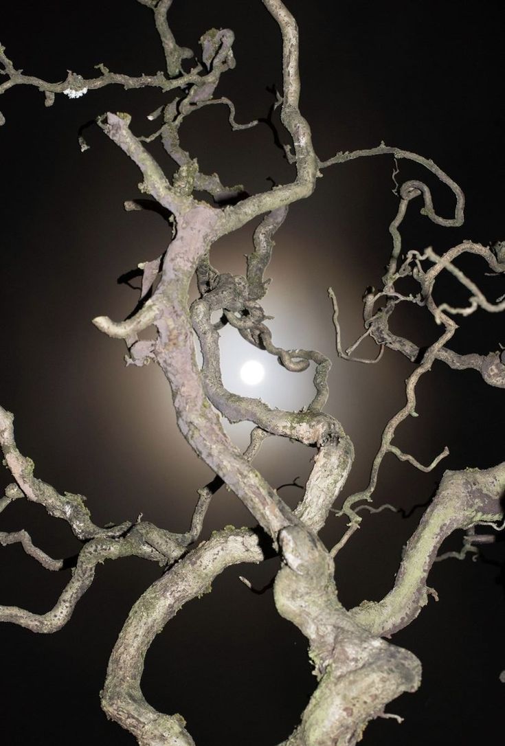 Rubedo Nihil tweet media