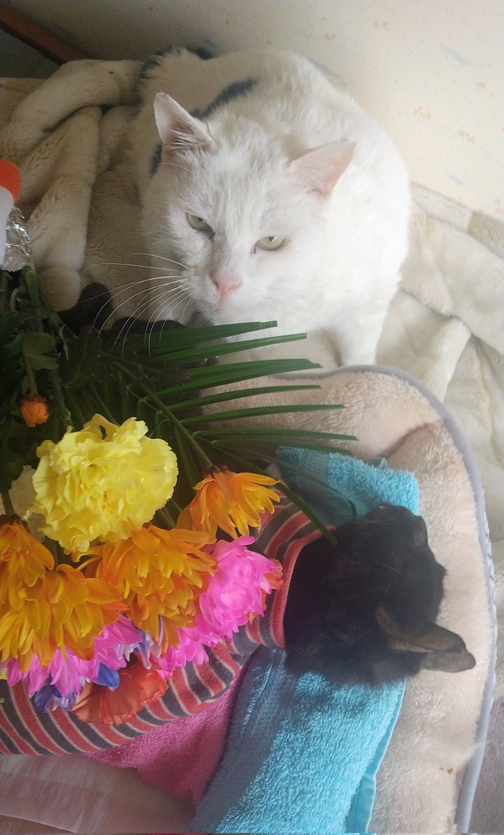 ゴエママ tweet media