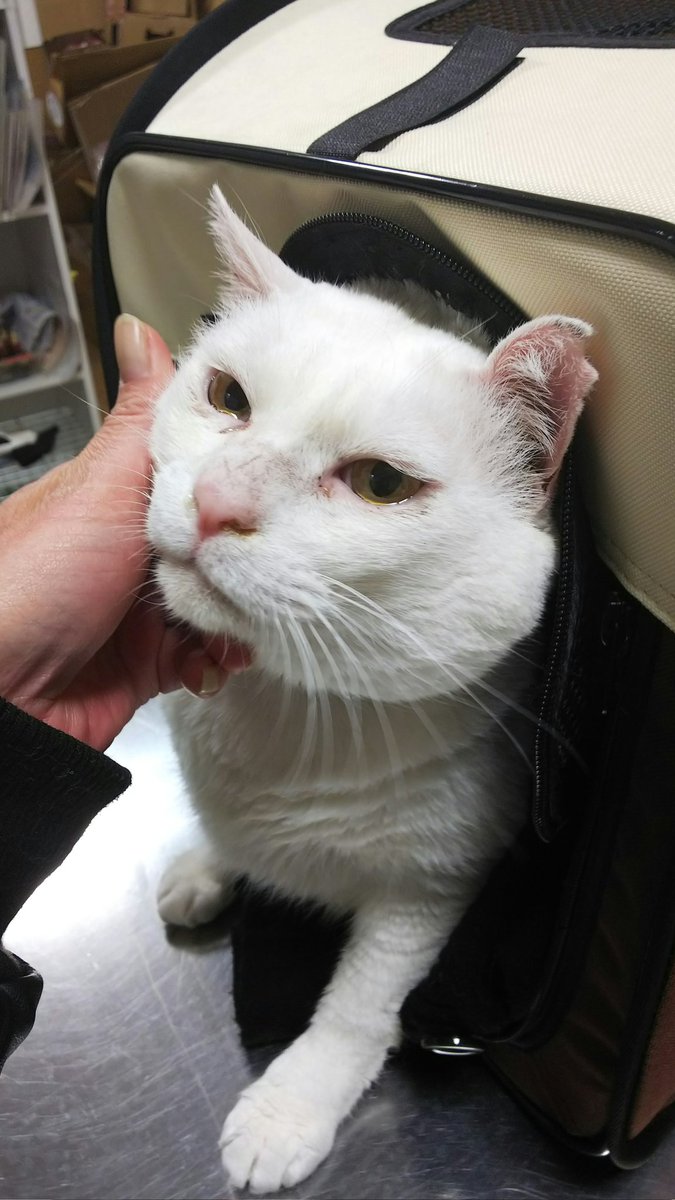 ゴエママ tweet media