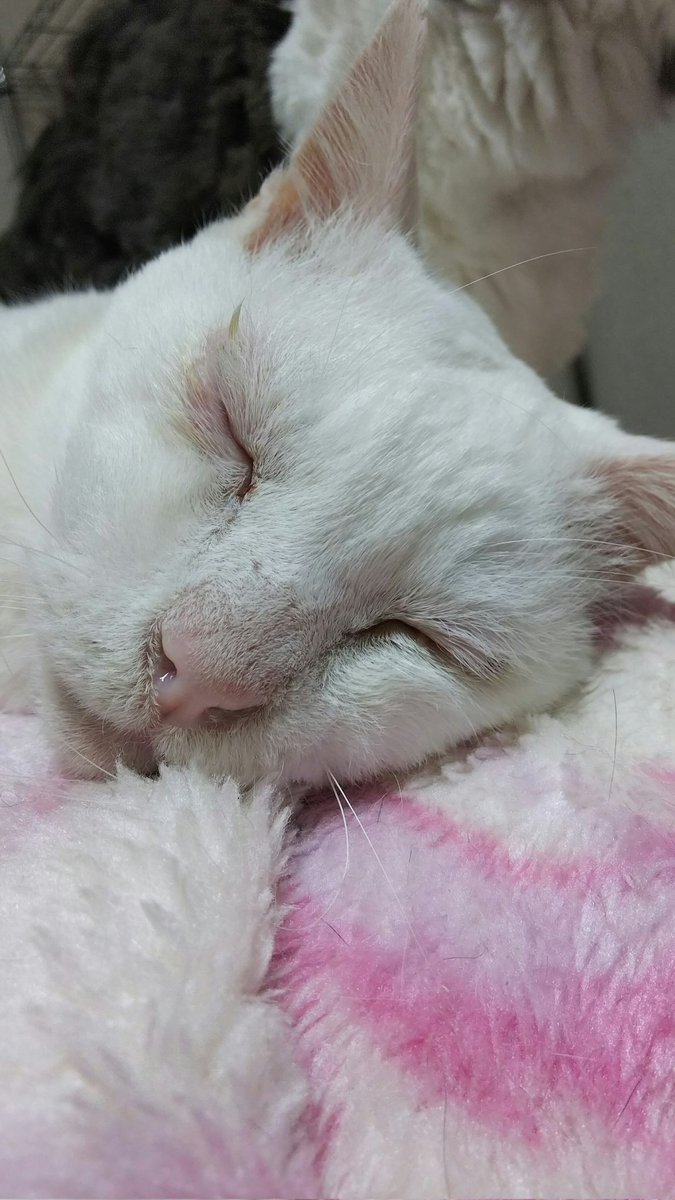 ゴエママ tweet media