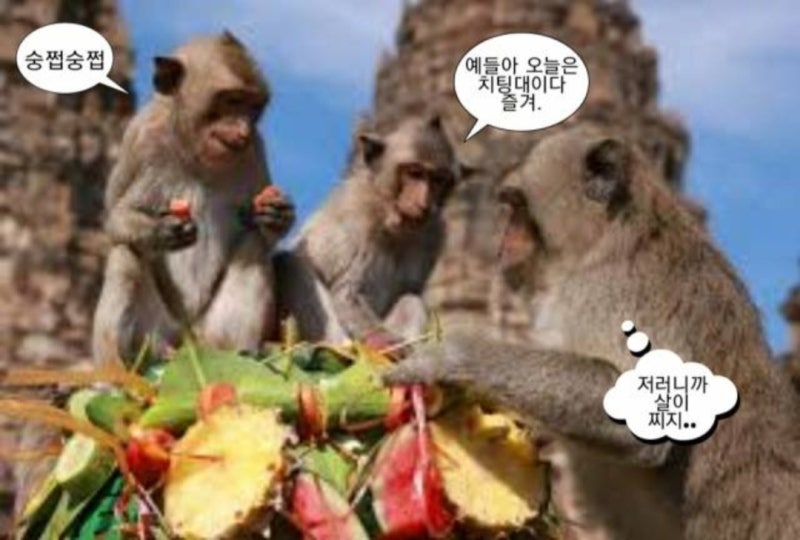 원숭이 tweet media