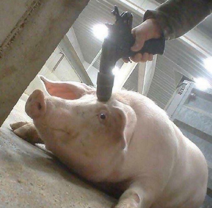 Ladro di lavatrici Luther Blissett tweet media