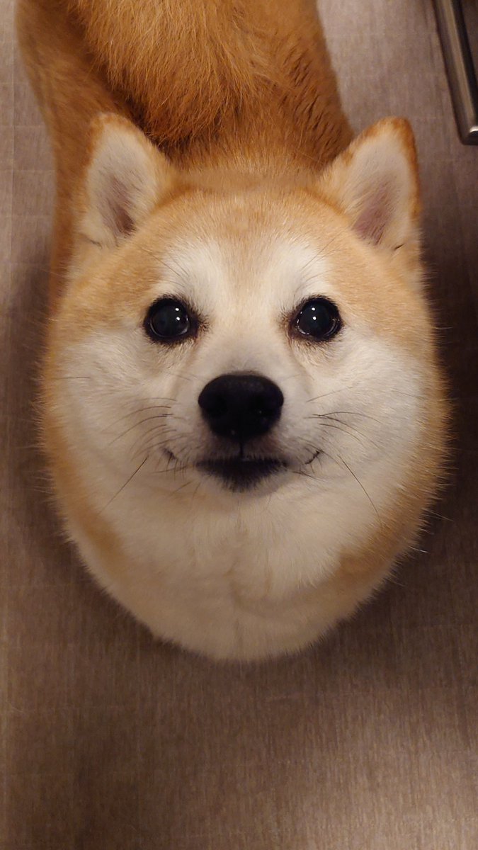 柴犬ししまる tweet media