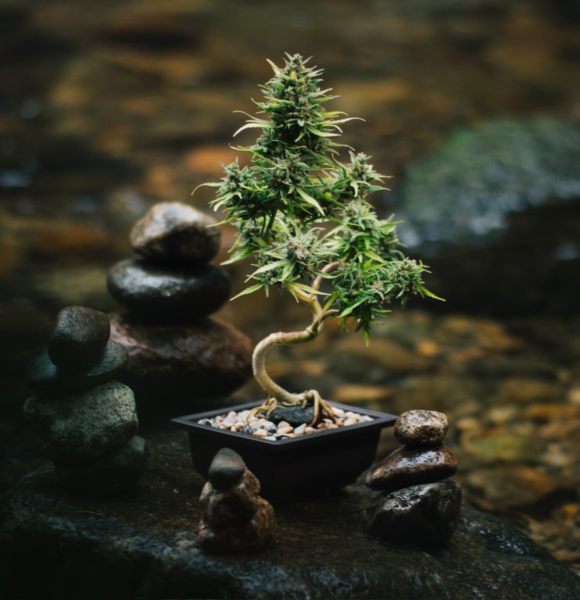 High Time @Seeking the Truth tweet media