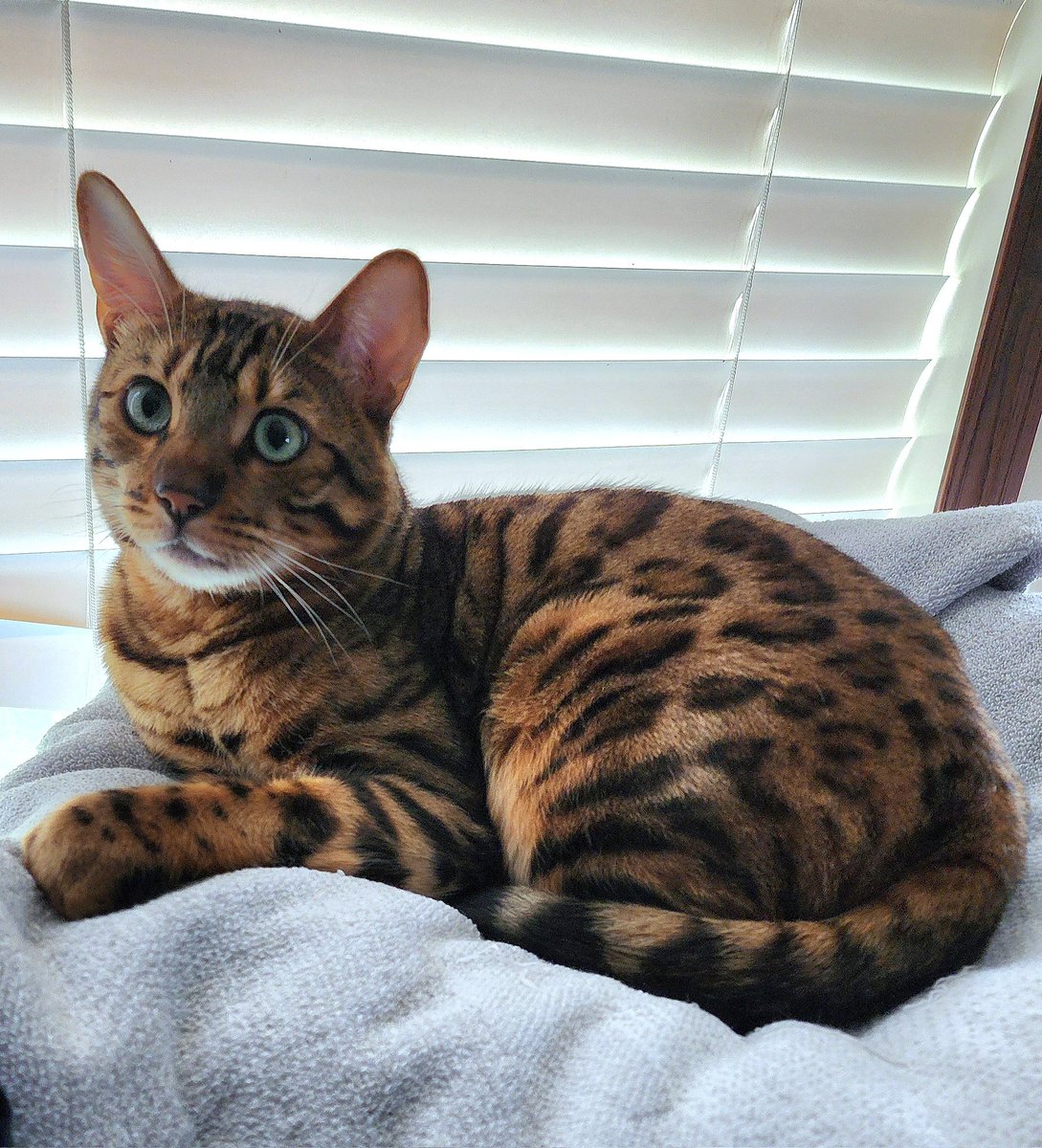 LicensedToPurr's tweet image. I'm ready to take a nap now after helping mum rise and shine at 5am 🌙 for the 3rd morning in a row.  She was 😠! She needs to go to bed earlier so she's not grumpy. 
🐱 🌙 🐾 
#Cats #CatLovers
#TeamBengal