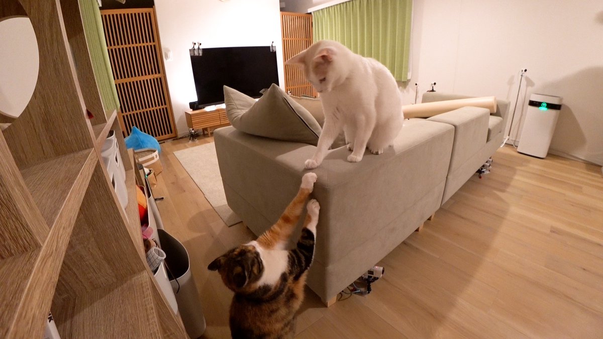 嗚呼‼︎みんなの動物園 tweet media