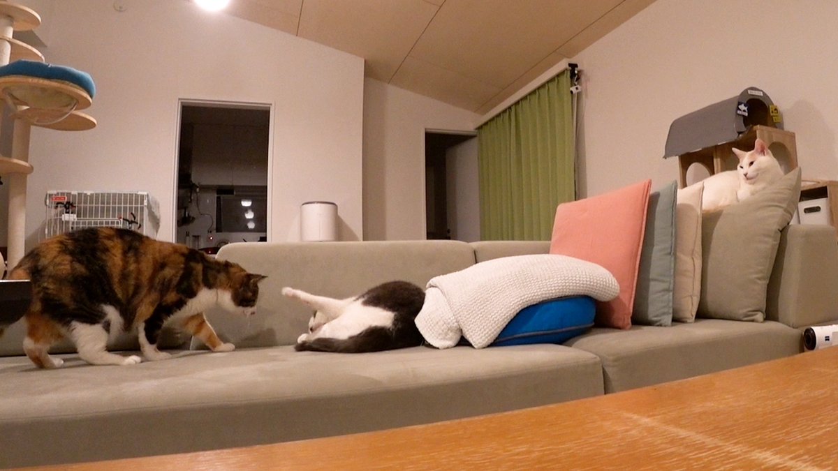 嗚呼‼︎みんなの動物園 tweet media