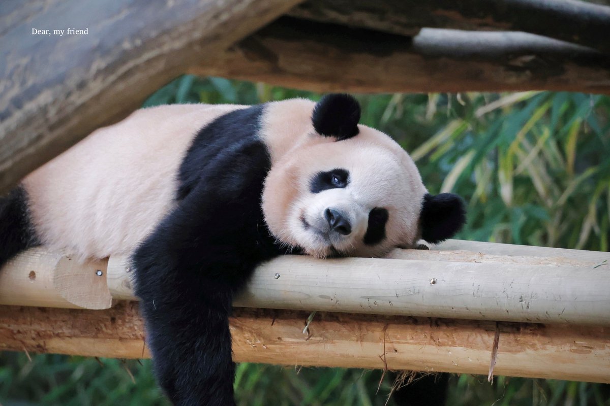 𝐃𝐞𝐚𝐫, 𝐦𝐲 𝐟𝐫𝐢𝐞𝐧𝐝 tweet media