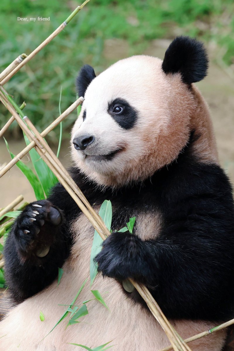 𝐃𝐞𝐚𝐫, 𝐦𝐲 𝐟𝐫𝐢𝐞𝐧𝐝 tweet media