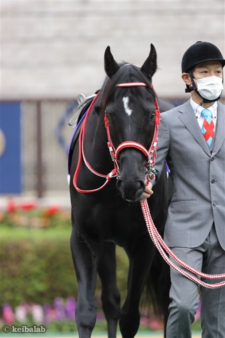 競馬ラボ tweet media