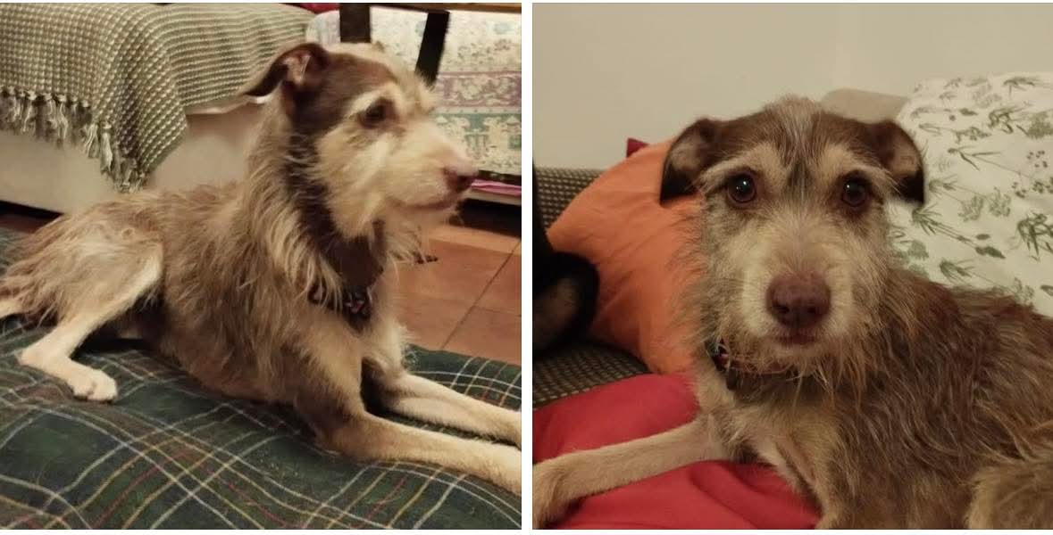 Àrees de Gossos Badalona tweet media