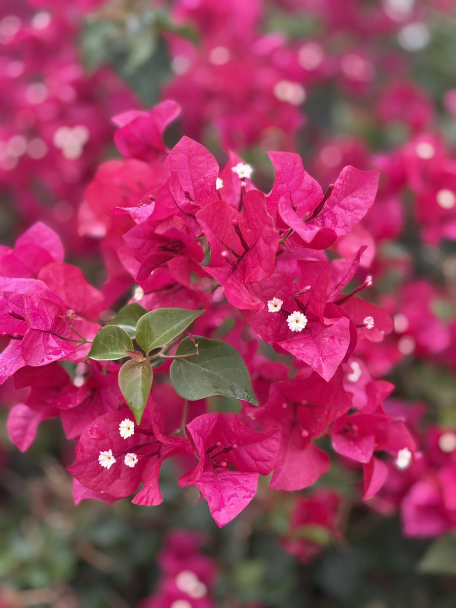 bougainvillea