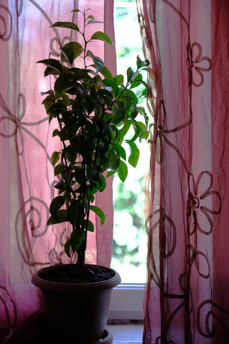 ICRC Armenia tweet media