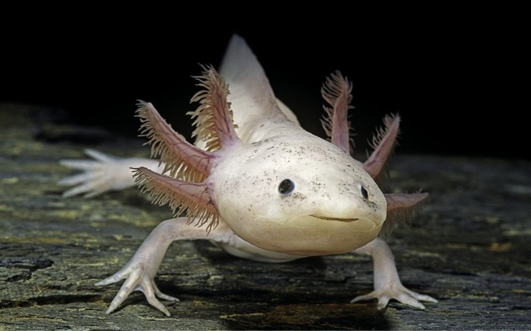 CURIOSIDADES CURIOSAS

Você sabia que o axolote (Ambystoma mexicanum) possui uma capacidade extraordinária de regenerar membros e diversos órgãos funcionais? Incluindo cauda, coração, medula espinhal e partes do cérebro, sem deixar cicatrizes. Essa salamandra mexicana consegue