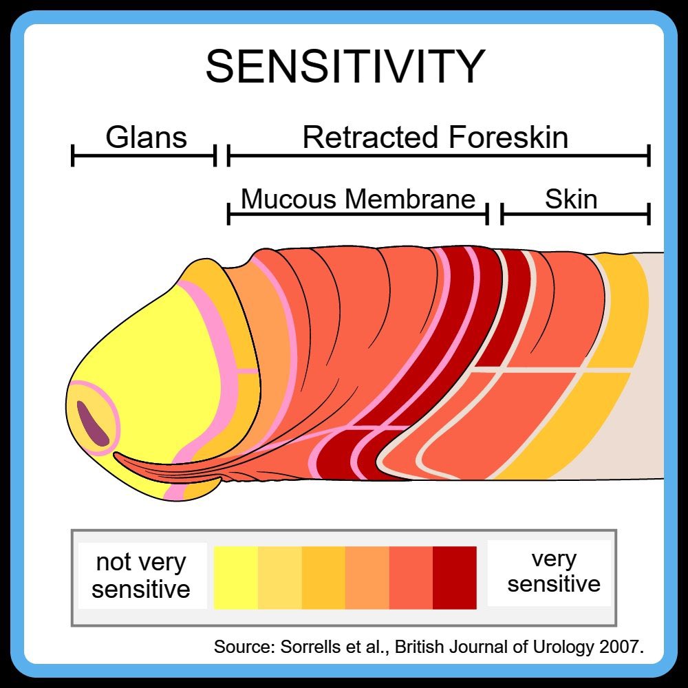 Gato_iwa_mon tweet media