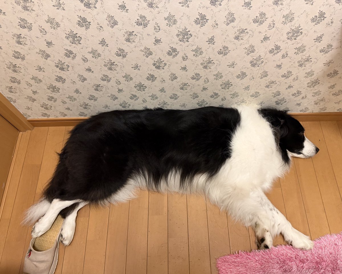 チョコスキー tweet media