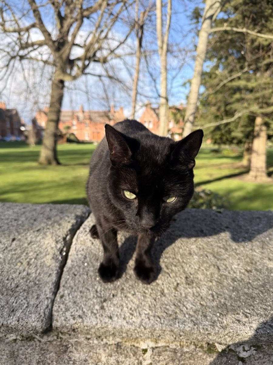 We don't deserve cats 😺 tweet media