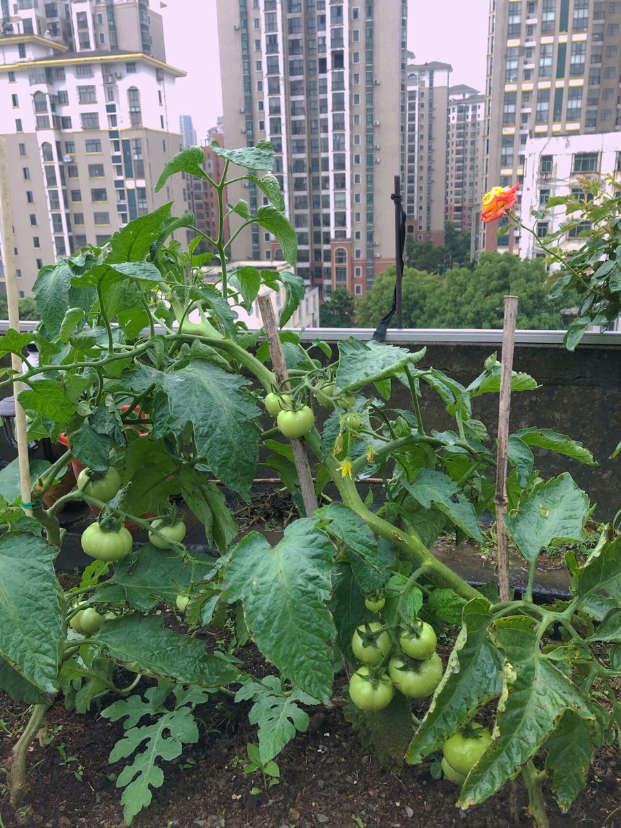 ZephyrView's tweet photo. Community Garden Planting Day! Sat 10AM at Oak Park. Bring gloves + a friend—let’s grow veggies, flowers, and connections! Free seeds for all. See you there! #NeighborlyNest #GreenTogether https://t.co/GJlErPE1mM