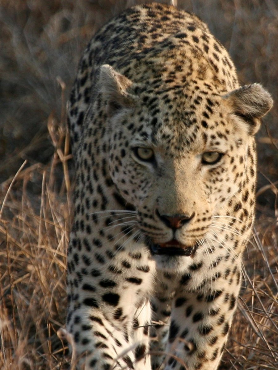 KING CHIDI tweet media