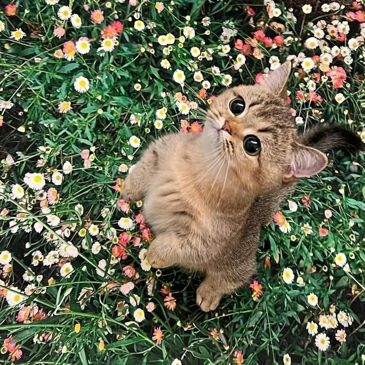 The Cats 𝕏 tweet media