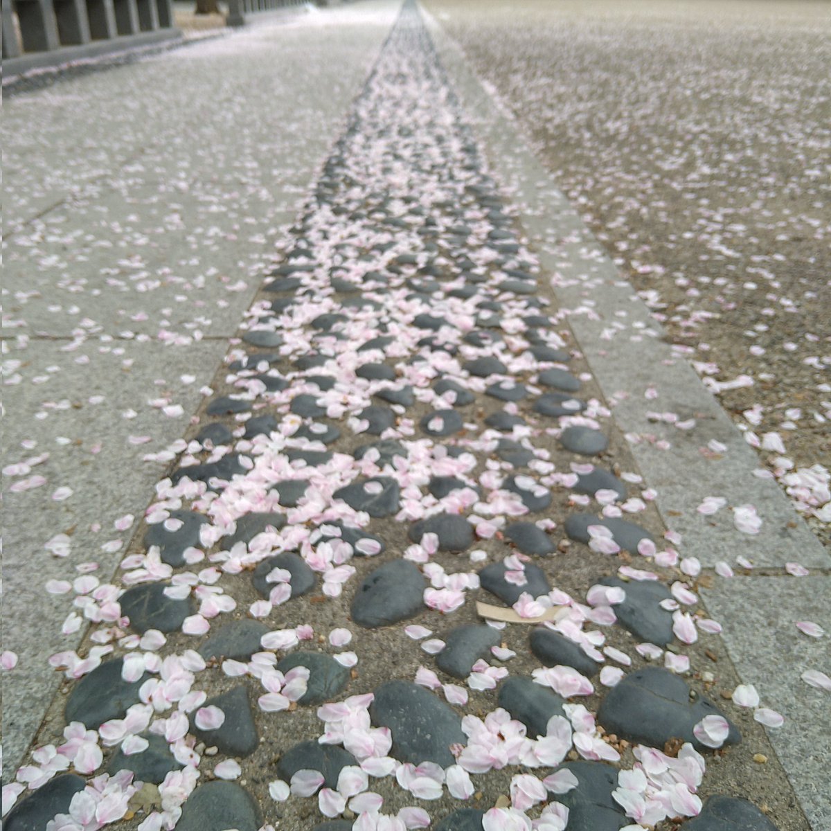 maomyaou(まお) tweet media