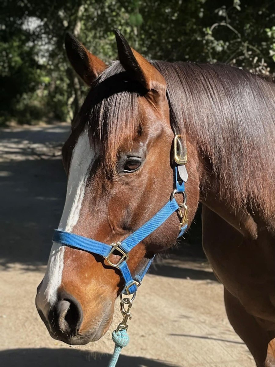 AfterFinishLine's tweet photo. April Grant #1 SandiaCreekRanch-CA. $2500 dental for 10 #Calbred. HallowedGift does Liberty/rides bridleless/jumps-9y/o-6 starts. Savel 5y/o gray mare-raced LosAl/DM-fractured sesamoid-ok to train per vet-TB Makeover🤞. HardGale⭐️of the barn-rides all disciplines-13y/o-1 start DM https://t.co/RXxerFlhcU