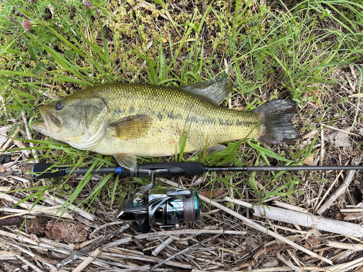 est_sooooo's tweet photo. 今年初バス調子いい🎣 https://t.co/xfKFZvEs2Q