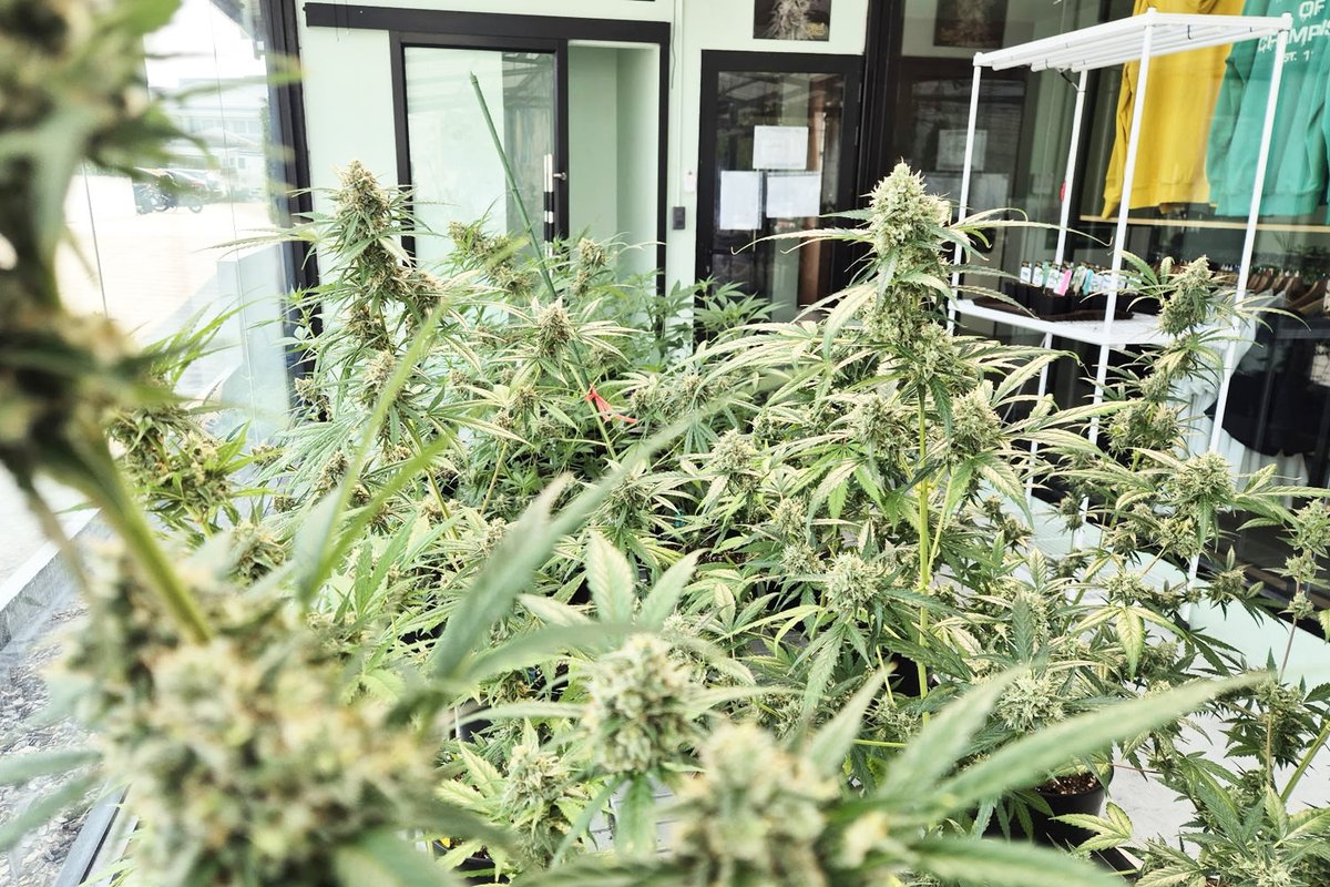 smallnycer's tweet photo. ヌアンチャンにあるGreen Houseは大麻栽培に興味があるなら是非訪れてほしい。タイにある店舗の中で一番大きく、大麻栽培者も常駐してるので栽培に対しての相談も気軽にできる。大量に種やクローンを買いたい人はヌアンチャンの店舗じゃないと待たないといけないので要注意。あ、大麻盆栽展示してます https://t.co/IlA4VDdtdN