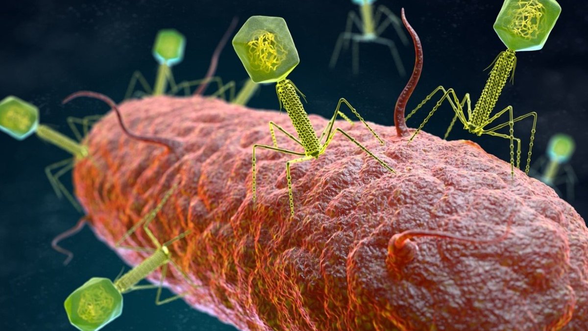 CSICval's tweet image. Un estudio del @IBV_CSIC revela que distintas especies de fagos comparten un ‘lenguaje común’ para decidir de forma colectiva si infectan las bacterias o se integran en su genoma.

delegacion.comunitatvalenciana.csic.es/diferentes-esp…

#CSICval_divulga #fagos #virus #péptidos #bacterias