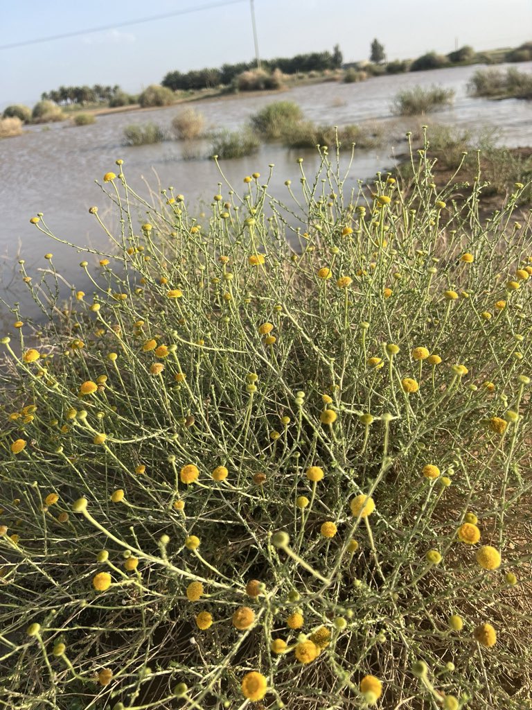 نعناعه 🍃🍃 tweet media