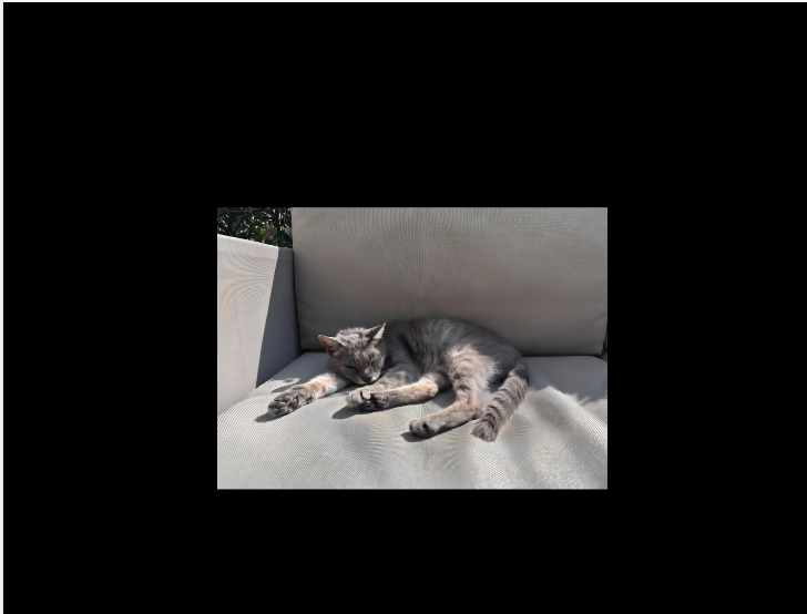 Qua la Zampa tweet media