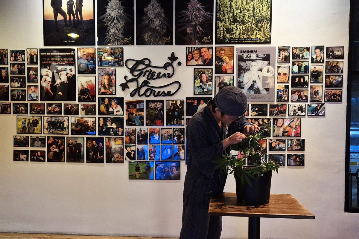 ヌアンチャンにあるGreen Houseは大麻栽培に興味があるなら是非訪れてほしい。タイにある店舗の中で一番大きく、大麻栽培者も常駐してるので栽培に対しての相談も気軽にできる。大量に種やクローンを買いたい人はヌアンチャンの店舗じゃないと待たないといけないので要注意。あ、大麻盆栽展示してます