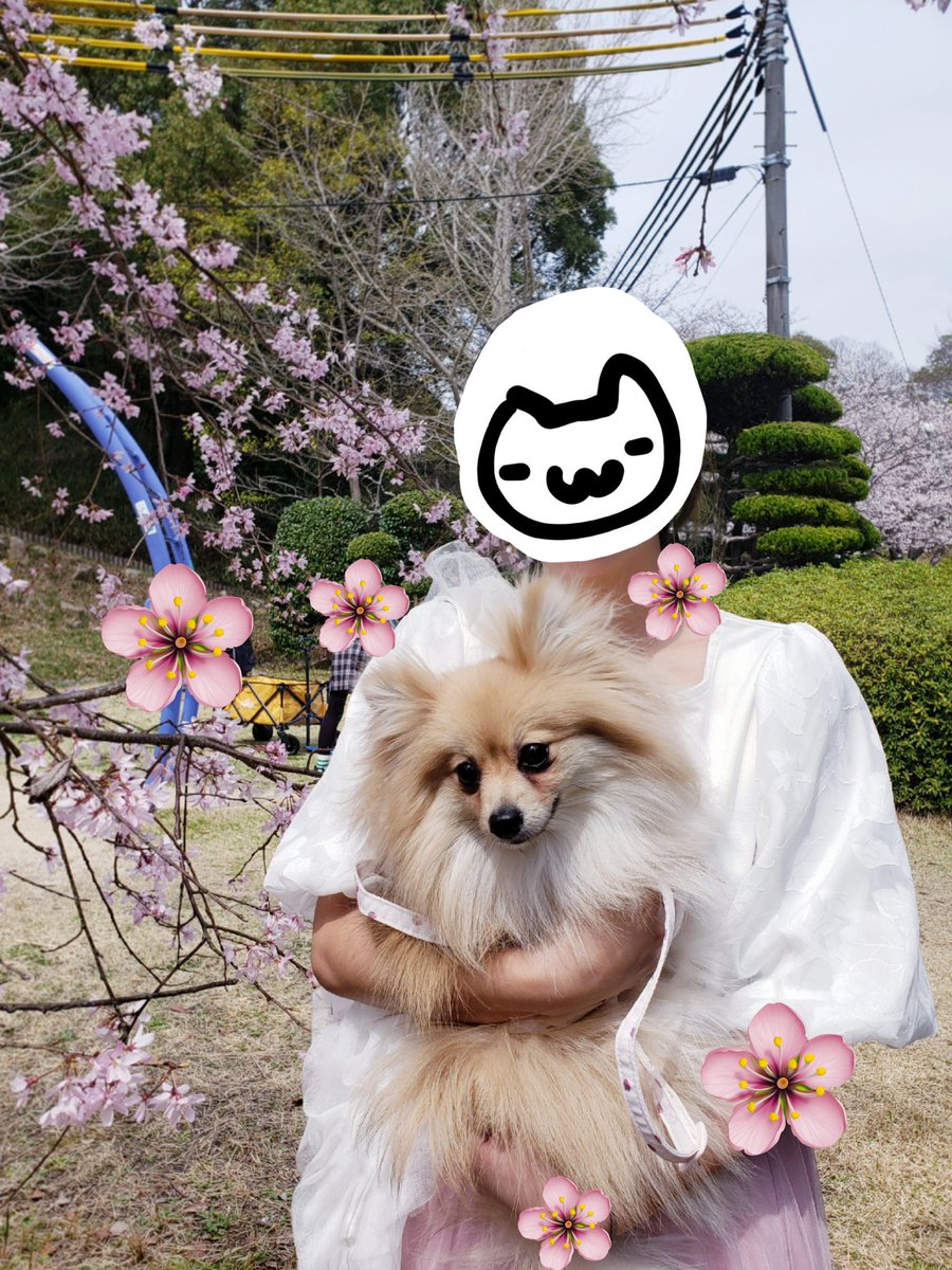 kinaco_moci's tweet photo. きなこ🐶2回目の桜🌸
来年も一緒に見たい❣️🤗
公園で撮ったんだけど、きなこママ1人だけ半袖だったw👕笑わないで欲しい😂(北の方出身 暑さに弱くて汗だく😓💦)
3.4枚目は去年の写真📷🌸 https://t.co/WnqZwOmbxf