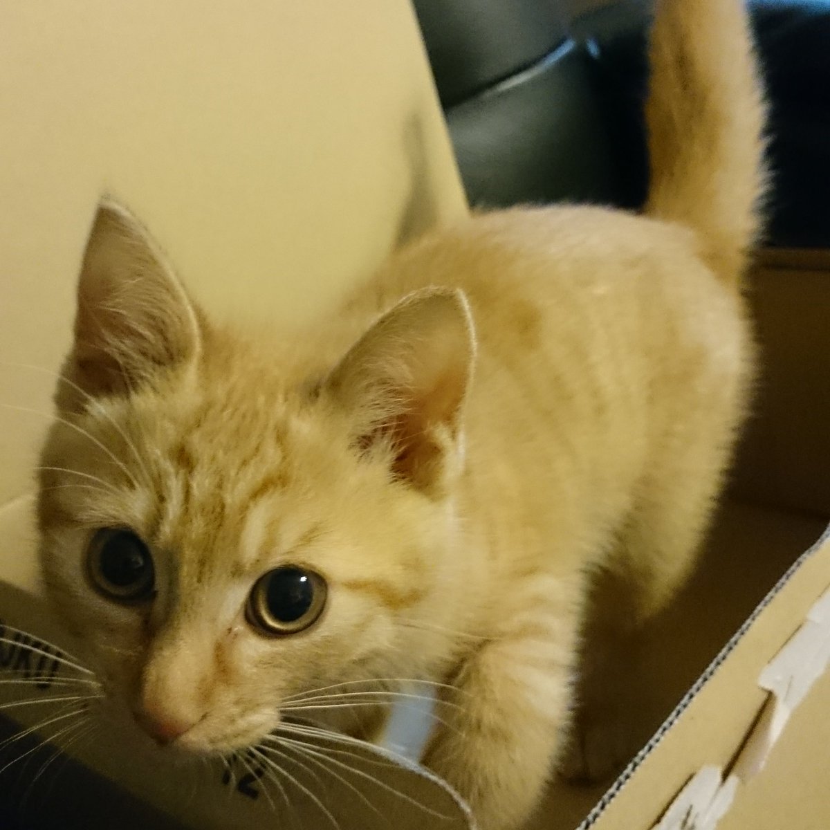 NicolasIsACat's tweet photo. #これが0歳時代だ参ったか https://t.co/I1RnC0Ob0D