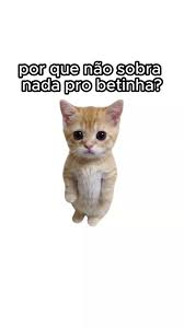 Licínio Roberto tweet media